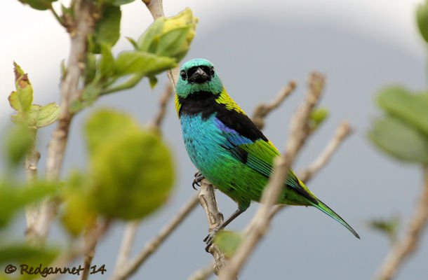 GRU 25Sep14 Seven-colored Tanager 07