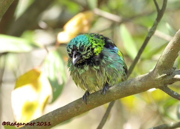 GRU 29Sep11 Green-headed Tanager 02