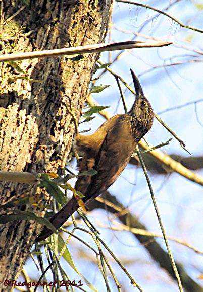 GRU 30Sep11 White-throated Woodcreeper 01