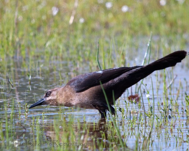 Great-tailed Grackle Female