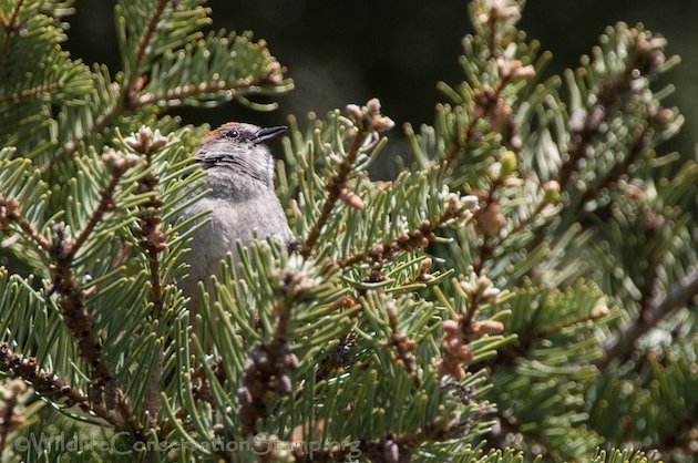 Green-tailed Towhee