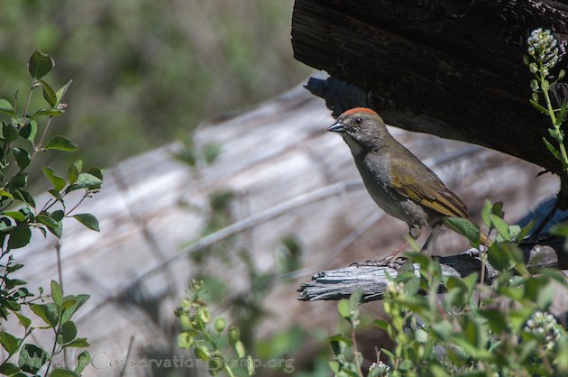 Green-tailed Towhee