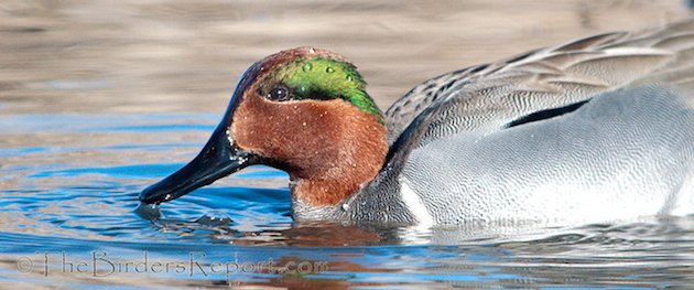 Green-winged Teal Drake