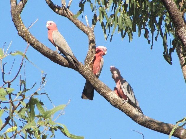 Galahs (2)