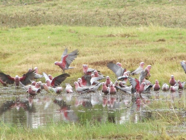 Galahs drinking (2)