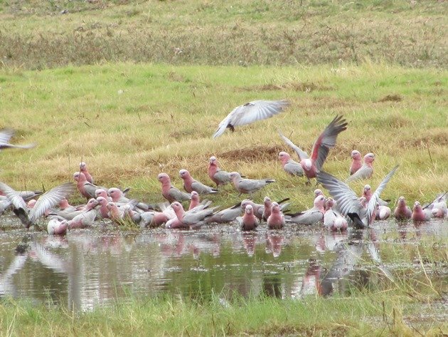 Galahs drinking (3)