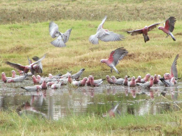 Galahs drinking (4)