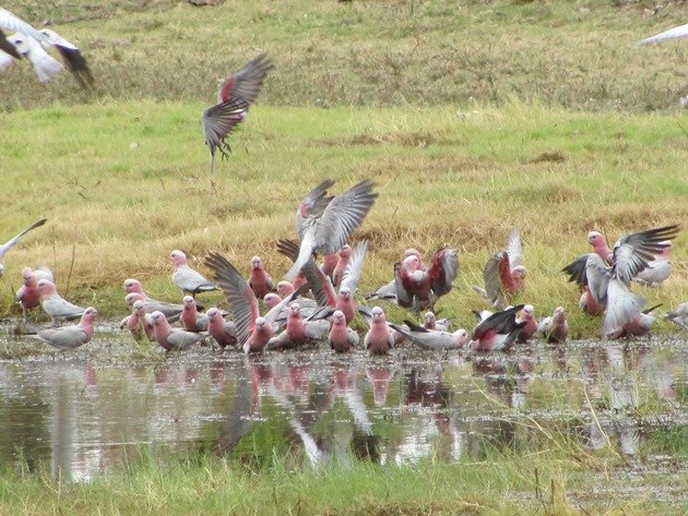 Galahs drinking