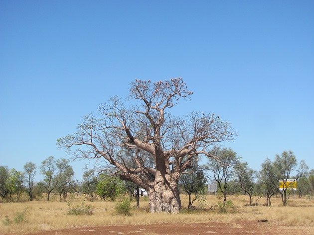 Galahs in boab