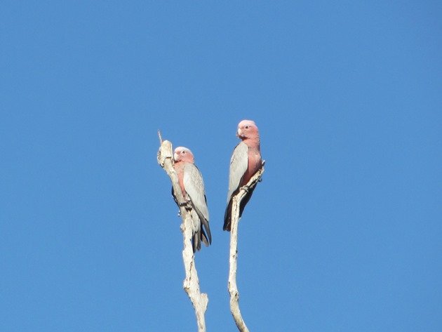 Galahs