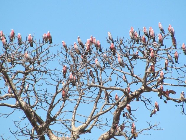 Galahs