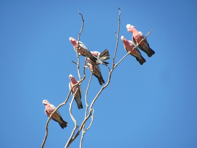 Galahs