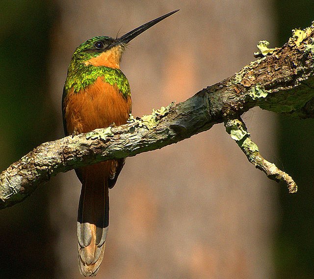 jacamar