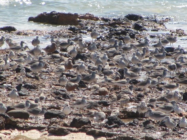 Gantheaume Point shorebirds (5)