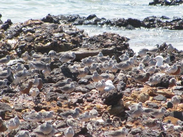 Gantheaume Point shorebirds (8)