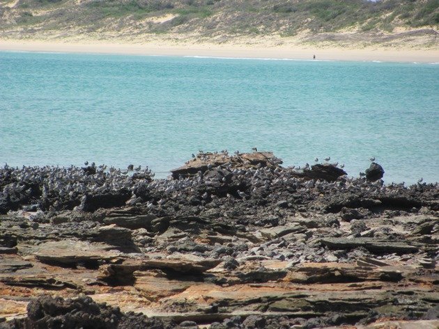 Gantheaume Point shorebirds (9)