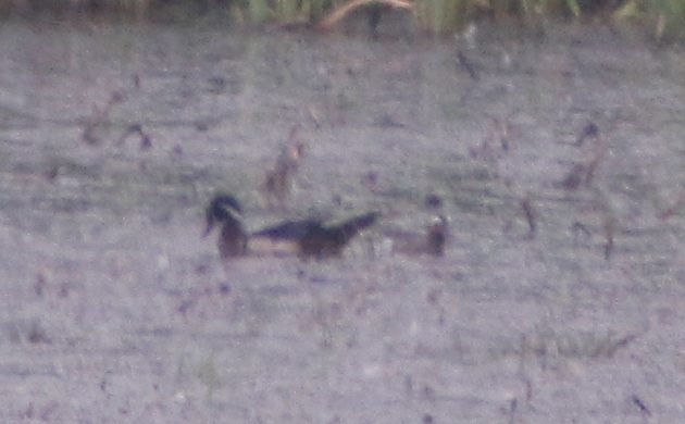 Garganey with Wood Duck