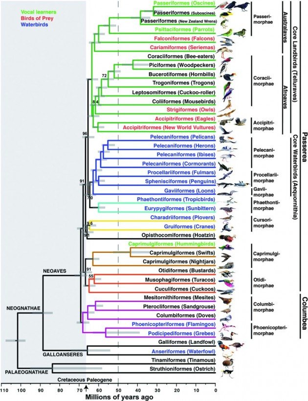 Genome-ScalePhylogenyOfBirdsF1.large