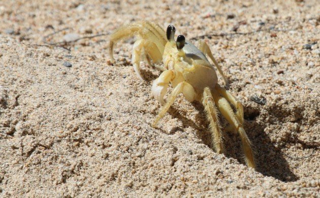 Ghost Crab