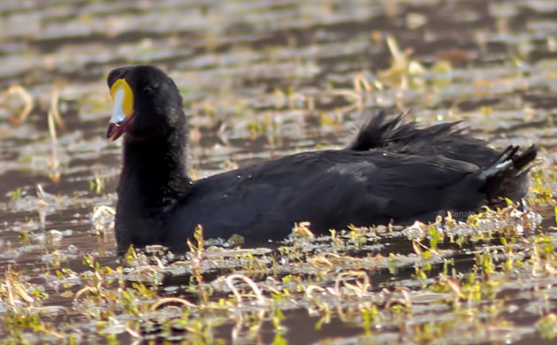 Giant Coot