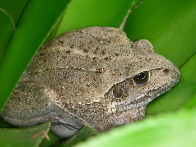 Giant Frog