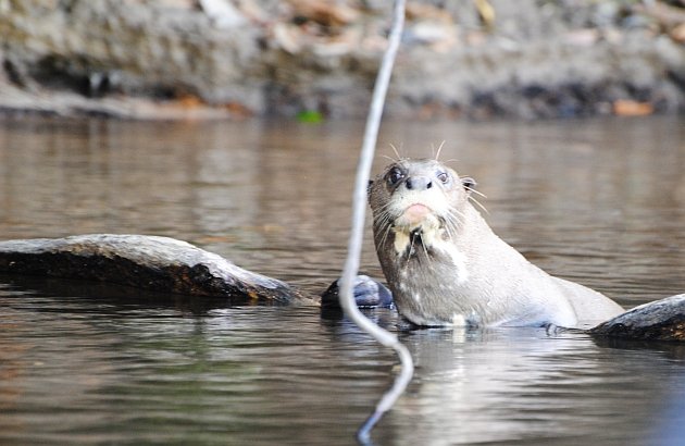 Giant Otter