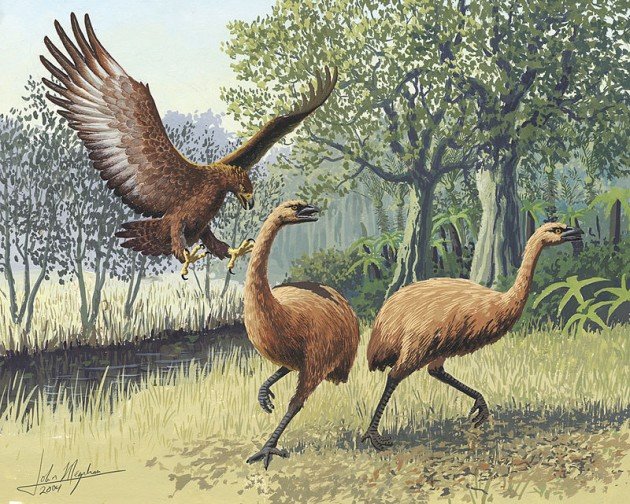 Giant_Haasts_eagle_attacking_New_Zealand_moa