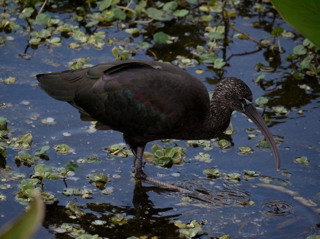 Glossy Ibis