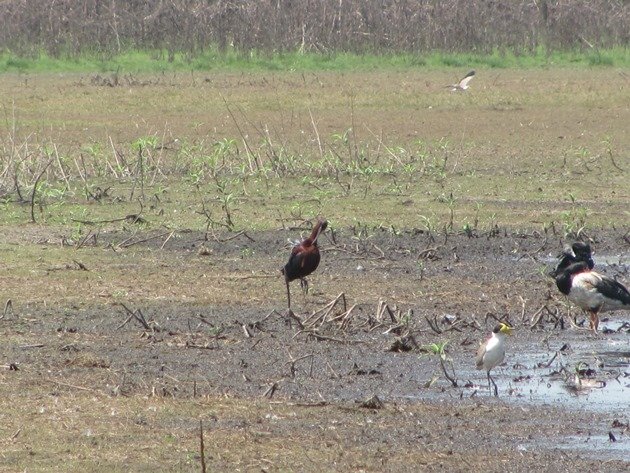 Glossy Ibis, Magpie Geese & Masked Lapwing