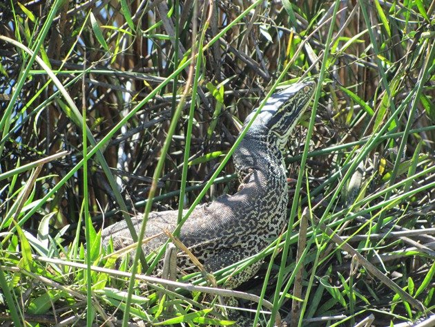 Goanna