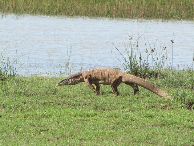 Goanna