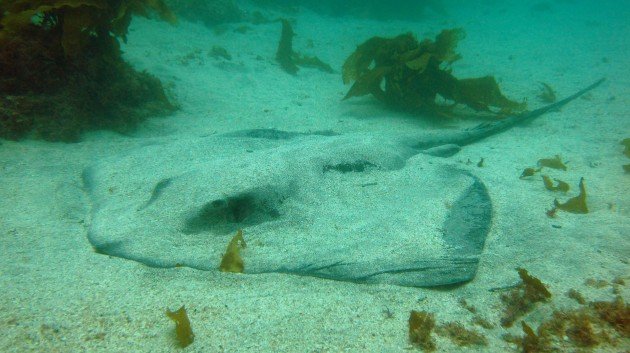 Long-tailed Ray