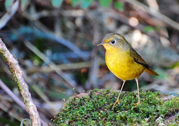 Golden Bush-Robin