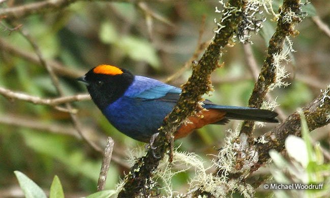 Tanager