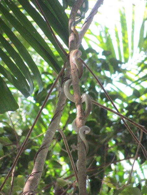 Golden Tree Snake climbing