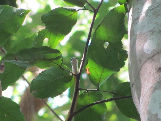 Golden Tree Snake