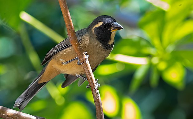 Golden-billed Saltator