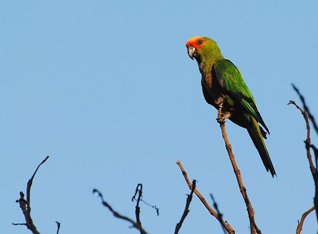 Golden-capped Parakeet