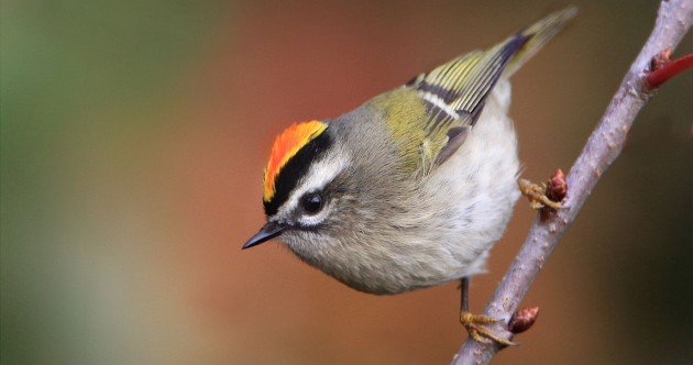 Golden-crowned Kinglet by winnu