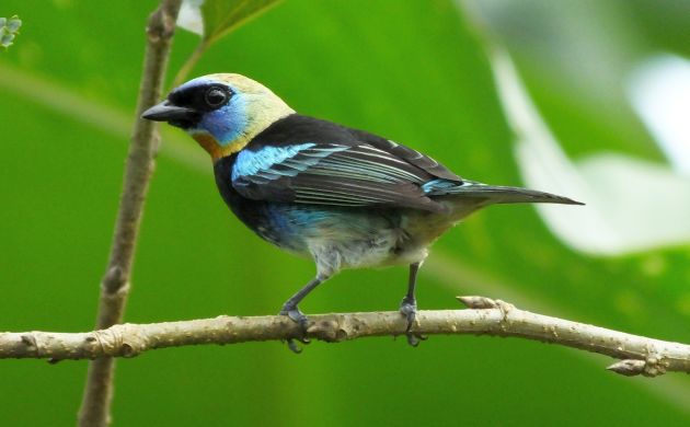 Golden-hooded Tanager