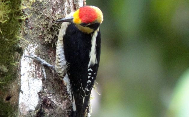 Golden-naped Woodpecker male 2