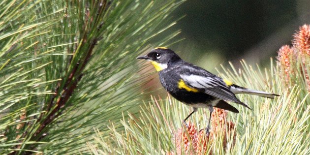 Goldman's Warbler cc-by-sa Dominic Sherony