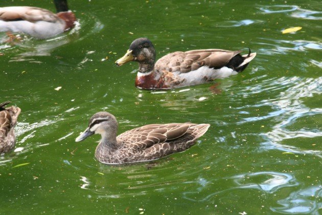 Grallard and mallard