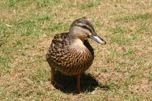 Grallard mallard