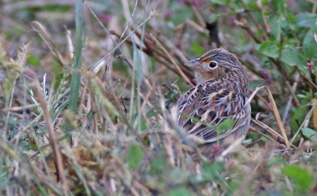 Grasshopper Sparrow at Kissena Park