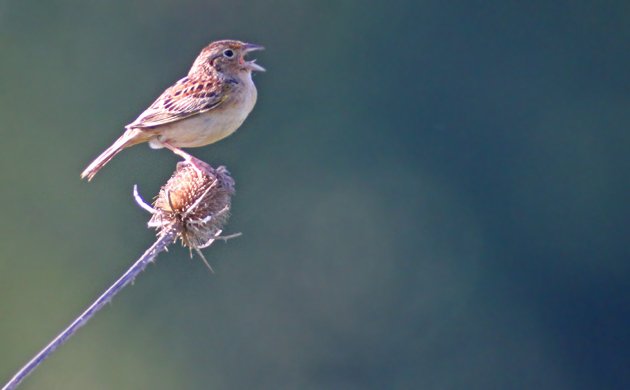 Grasshopper Sparrow at Shawangunk