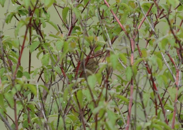 Grasshopper Warbler in bush