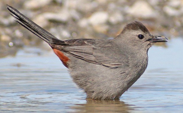 Gray Catbird about to bathe