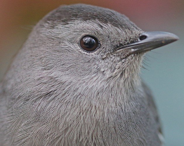 Gray Catbird close up