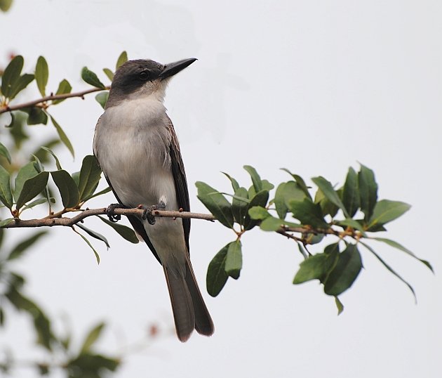 Gray Kingbird 29 May 2014